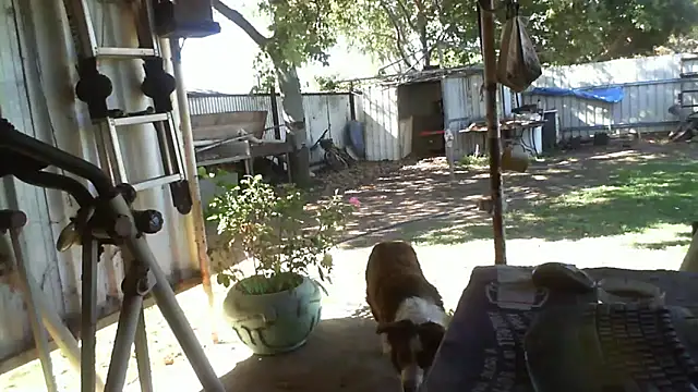 herbie010666 online show from 25, 9, 2025