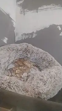 247Srokin online show from 19, 12, 2025