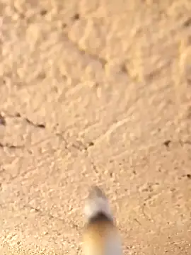 Alwinafox online show from 12, 1, 2025