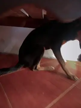 sweet morbid hot online show from 26, 11, 2025