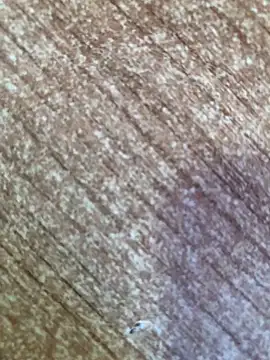 gokhanbey34 online show from 26, 10, 2025