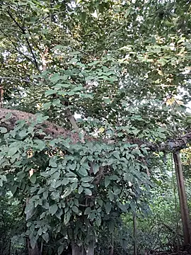 Rinku5553 online show from 28, 9, 2025