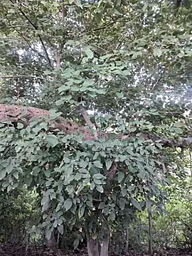 Rinku5553 online show from 15, 10, 2025