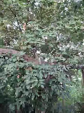 Rinku5553 online show from 26, 9, 2025