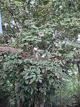 Rinku5553 online show from 23, 9, 2025