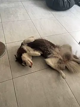 cutesarah  online show from 26, 1, 2025