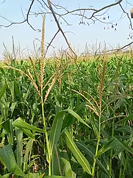 kummuduabbai online show from 12, 4, 2026