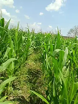 kummuduabbai online show from 19, 3, 2026