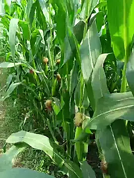 kummuduabbai online show from 25, 3, 2026