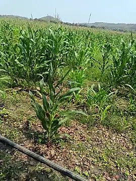 kummuduabbai online show from 27, 3, 2026