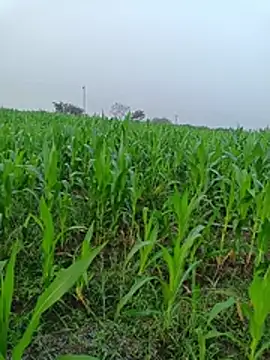 kummuduabbai online show from 11, 3, 2026