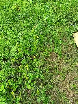 kummuduabbai online show from 12, 9, 2025