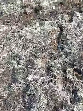 Snapshot of Gopal1243 chatting on 11, 2, 2025 Gopal1243 online show from 11, 2, 2025