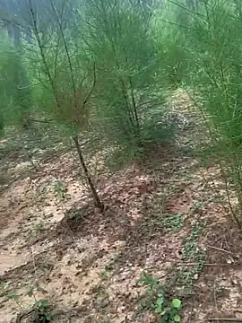 Snapshot of Gopal1243 chatting on 24, 11, 2025 Gopal1243 online show from 24, 11, 2025