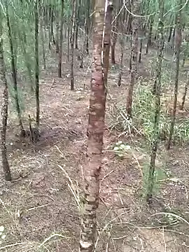 Snapshot of Gopal1243 chatting on 19, 10, 2025 Gopal1243 online show from 19, 10, 2025