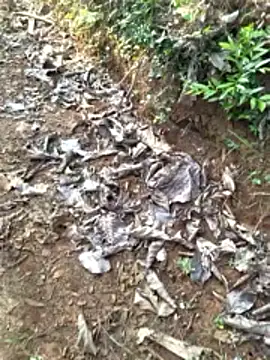 Gopal1243 online show from 12, 4, 2026