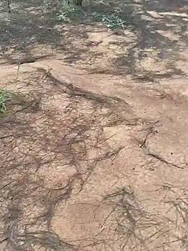 Snapshot of Gopal1243 chatting on 9, 10, 2025 Gopal1243 online show from 9, 10, 2025