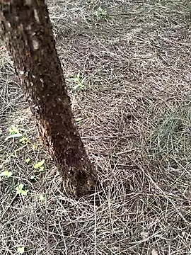 Snapshot of Gopal1243 chatting on 23, 9, 2025 Gopal1243 online show from 23, 9, 2025