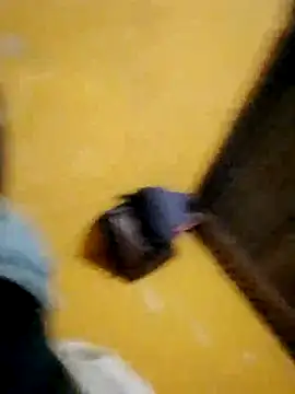 LULE37587001 online show from 16, 11, 2025