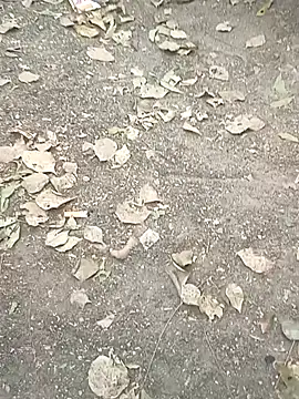 HastyCandle online show from 11, 1, 2026