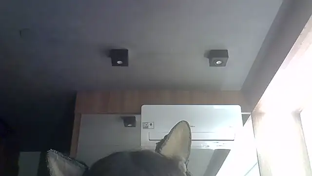 Snapshot of Skinny-Kitten chatting on 30, 6, 2026 Skinny-Kitten online show from 30, 6, 2026