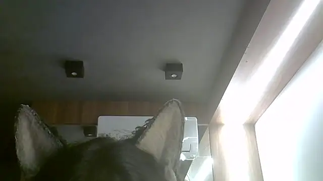 Skinny-Kitten online show from 15, 2, 2026