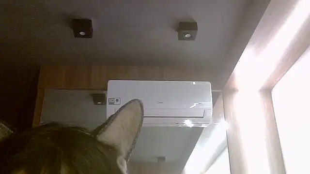 Snapshot of Skinny-Kitten chatting on 7, 7, 2026 Skinny-Kitten online show from 7, 7, 2026