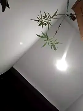 Dwirosebig online show from 4, 12, 2025