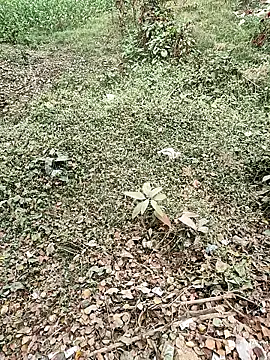 COUPLLE VILLAGE online show from 19, 12, 2025